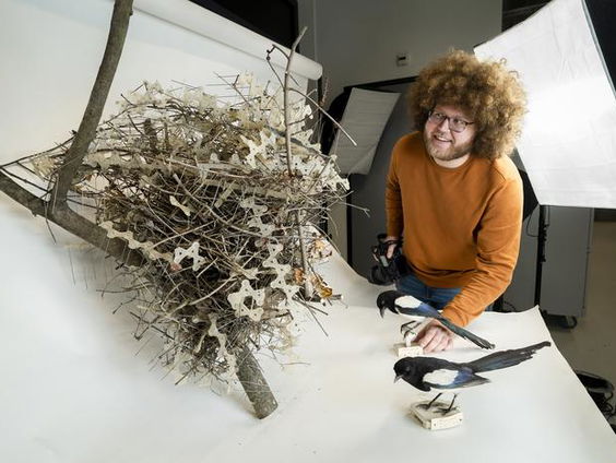 Vogels die hun nesten bouwen met anti-vogelpinnen