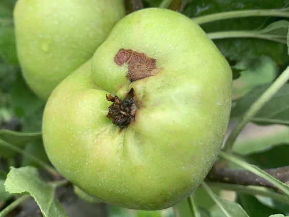 Hoe erg is een keverplaag?