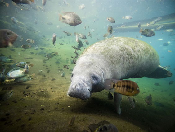 40 miljoen jaar oude botten van een 'superzeekoe' blijken zwaarste ooit