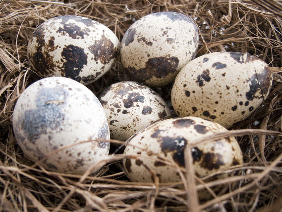 Start van het broedseizoen