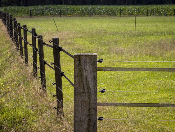 Oud-boswachter Hanne Tersmette over de nieuwe natuurherstelwet