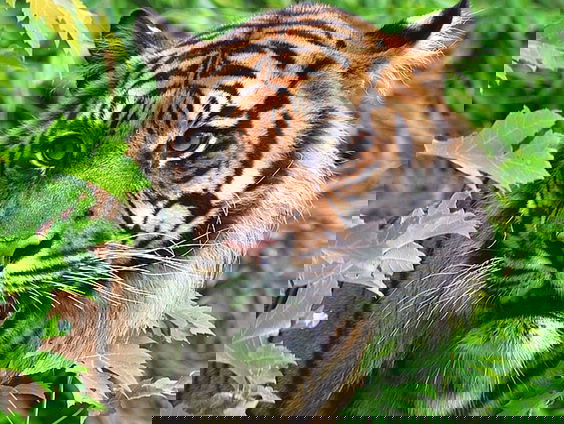 Na jaren zit de tijger weer in de lift