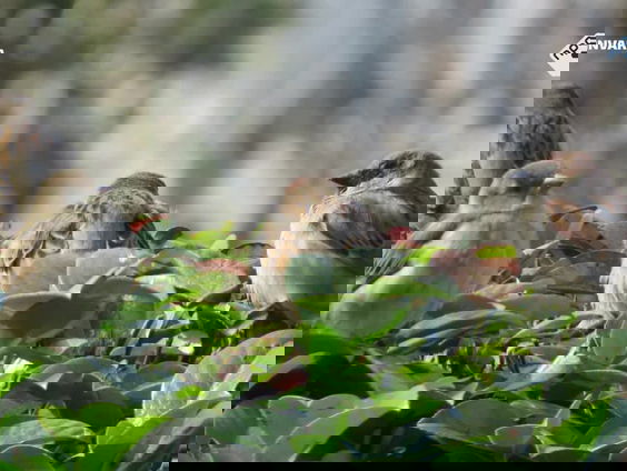 Tuinvogeltelling 2025