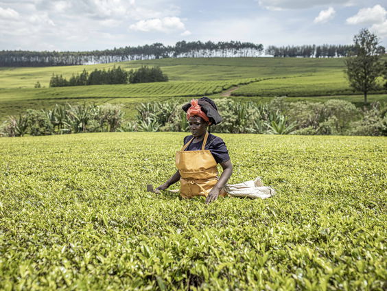 BBC onthult grootschalig seksueel misbruik in Kenia op theeplantages