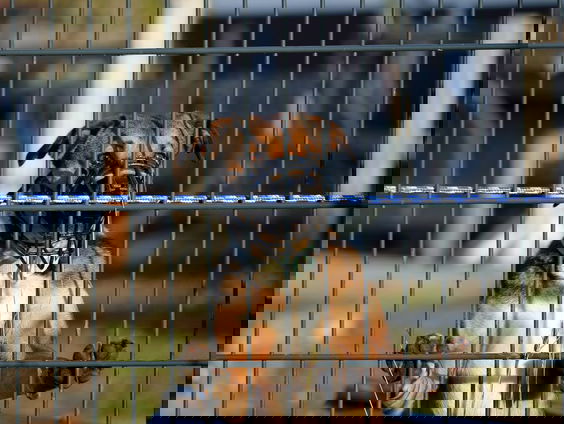 Stand.nl: 'Het aantal bijtincidenten vraagt om strengere regels voor gevaarlijke honden'