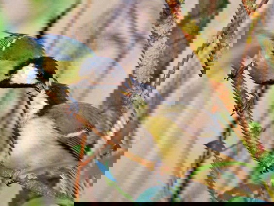 Leerproces van jonge vogels