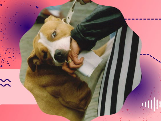 Vechthonden: een blijvend probleem