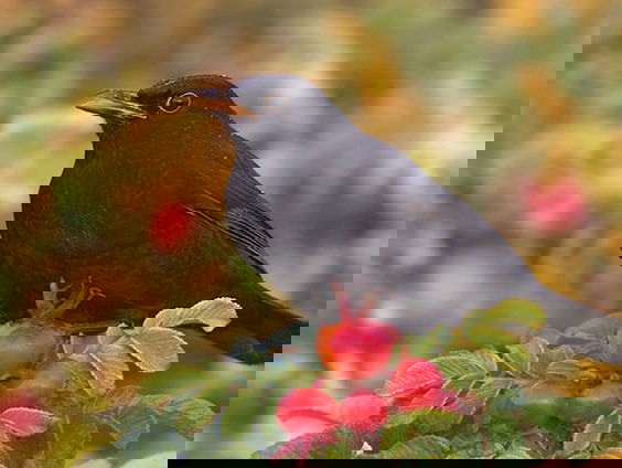 Fenolijn 24 december 2023