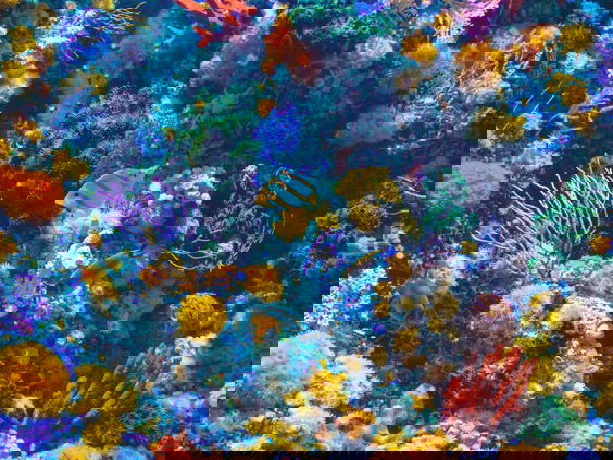 Kwaliteit koraal bij Curaçao snel achteruit