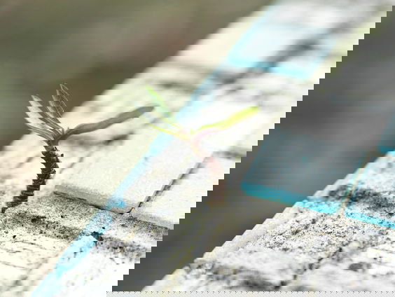 Lenteweer zorgt voor popelende groene vingers