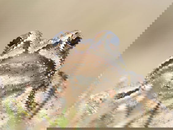 Vrijwilligers zetten duizenden amfibieën de weg over