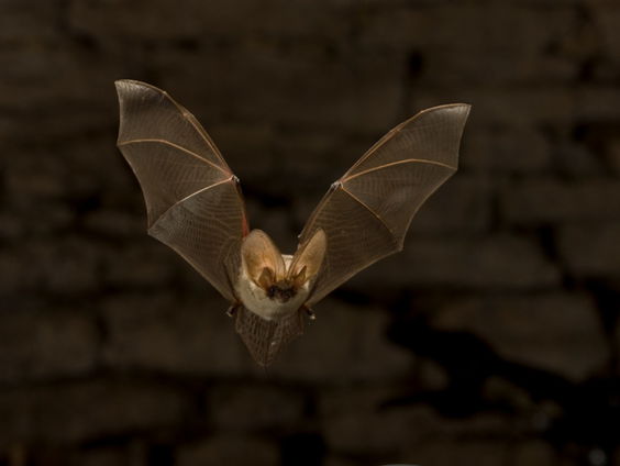 De nacht van de vleermuis