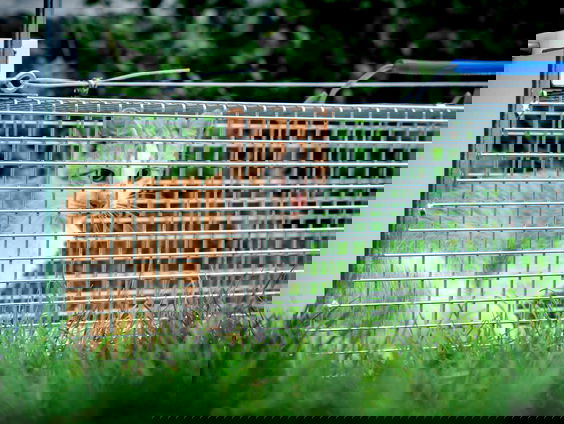 Boswachter Arjan Postma over de huiskat