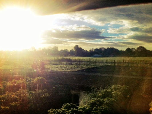 Hans Sibbel telt de tuinvogels van het Naardermeer