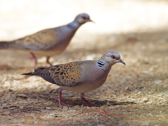 Zomertortel kampeert bij de boer