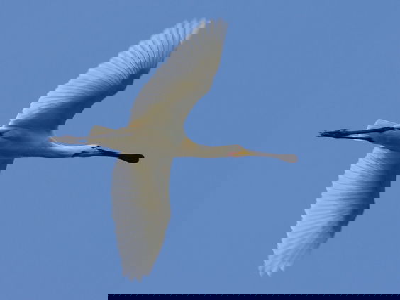 Fenolijn 27 februari 2022