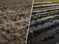 Dijkgraven Kroon en Klavers over hun werk