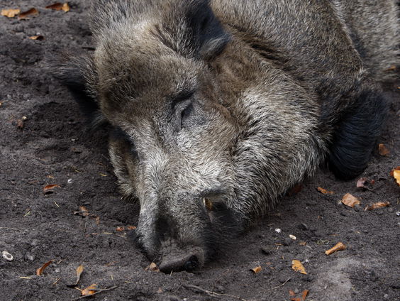 Inwoner doodt everzwijn: protesten, inzamelingsacties en petities in Frankrijk