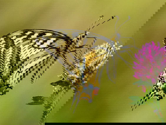 Fenolijn 21 mei 2023