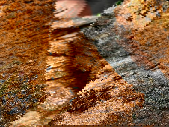 Experiment naar doodhoutkevers in vers gekapte bomen