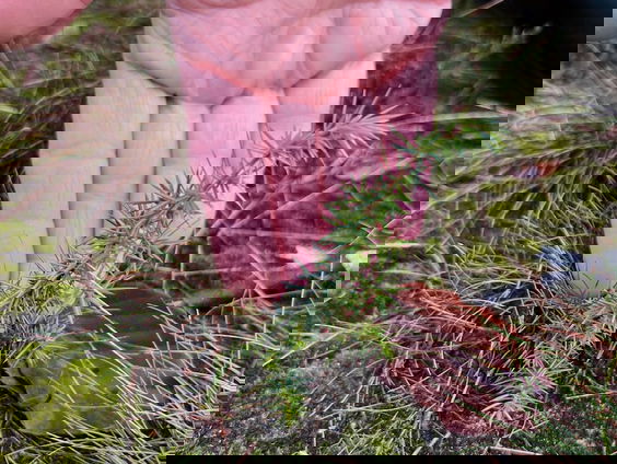 Succesvolle verjonging van jeneverbes in het Springendal