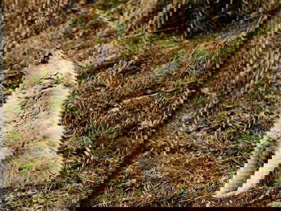 Honden herkennen wolvengehuil niet meer: 'Communicatie is verloren gegaan'