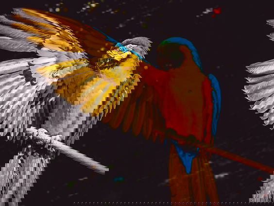 Op zoek naar zingende papegaaien