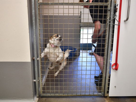 Buitenland Uitgelicht: Verenigd Koninkrijk