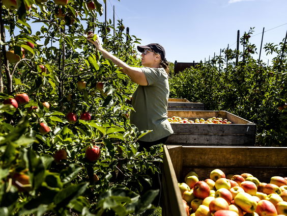 Waarom wordt op meer groente en fruit PFAS gespoten?