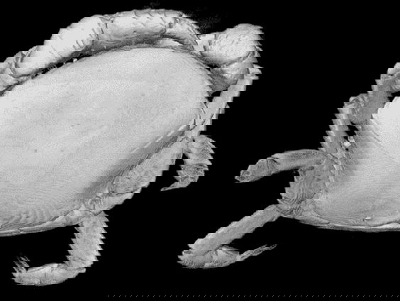 Het verborgen leven van het erwtenkrabbetje