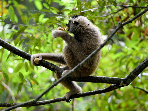Apensoort Gibbons zingen samen duetten