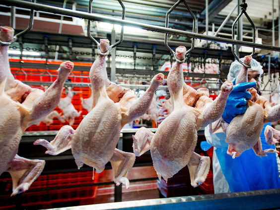 'Kinderen moeten verplicht naar het slachthuis als schoolreisje'