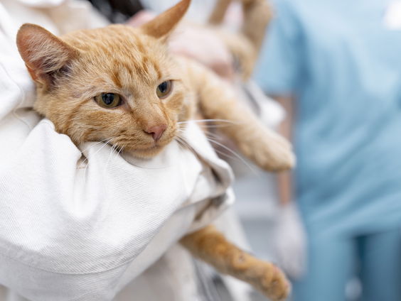 Een verplichte zorgverzekering voor huisdieren: is dat een goed idee?