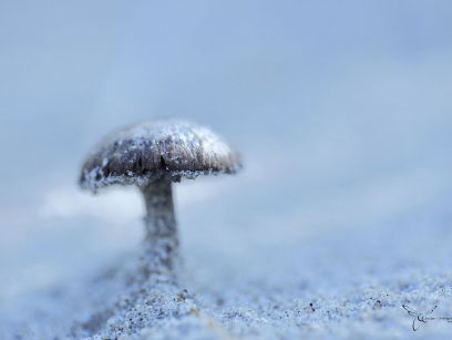 Paddenstoel is niet alleen iets van de herfst