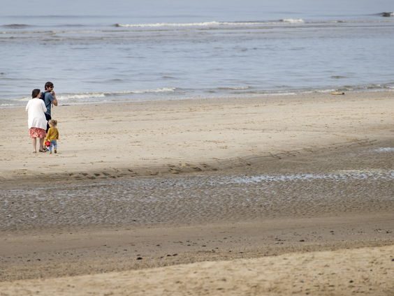 Zeldzame gast op strand Egmond aan Zee: bijzondere inktvis gevonden