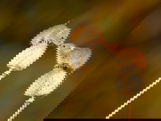 Een muis met twee vaders: kan dat straks bij mensen ook?