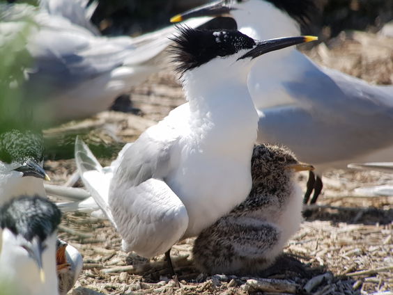 Onderzoekers testen honderden sterns op antistoffen