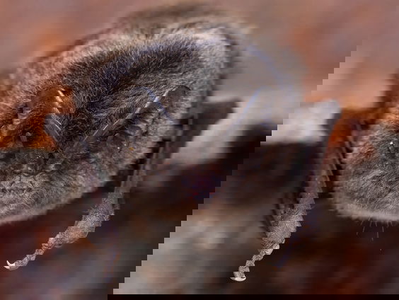 Allereerste kraamkolonie mopsvleermuis in Nederland ontdekt