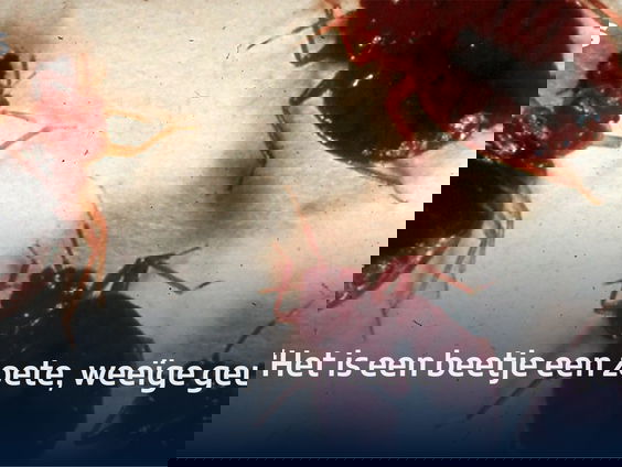 Hoe ruikt een bedwants?