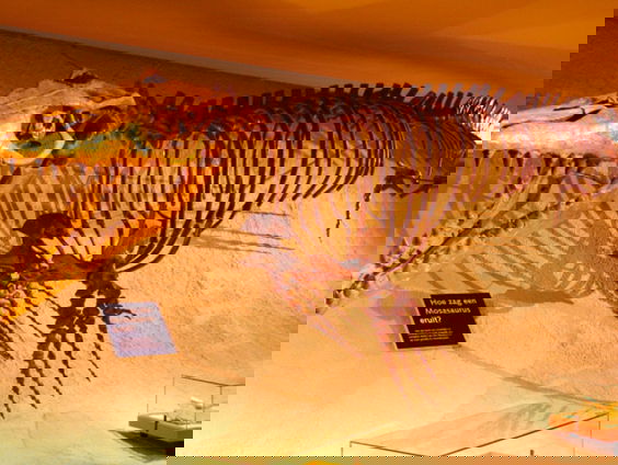 Mosasaurus was dol op zeevruchtenbanket