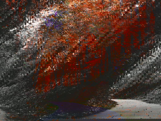 Het Oog van Heytze over herfstpoëzie