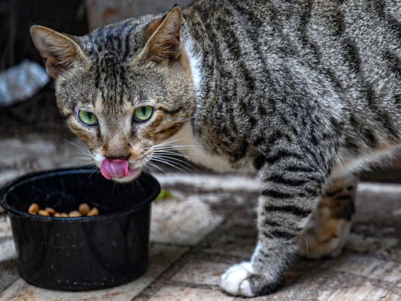 Zijn vegan katten de toekomst?