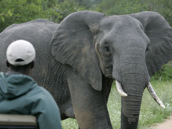 Aantal olifanten in zuiden van Afrika stabiel, goed nieuws?