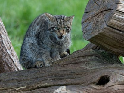 De wilde kat is in opmars, de natuur wordt er zelfs voor aangepast