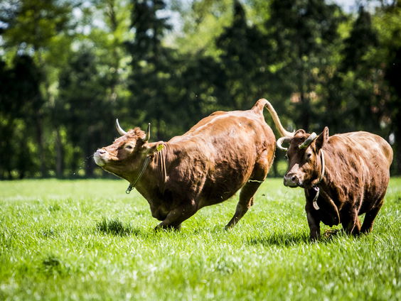 Peter Klaver over een ontsnapte stier en een bevallende alpaca