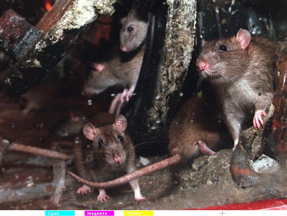 De rat niet bestrijden maar omarmen?