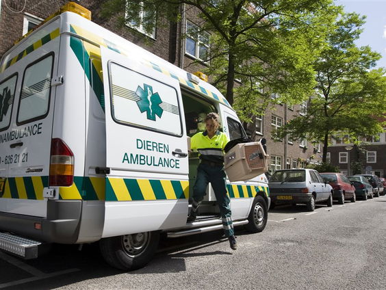 Het Uitzendbureau: De dierenambulance in Amsterdam