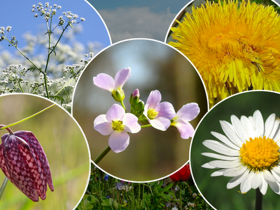 Nationale Bloem Verkiezing: de ambassadeurs presenteren hun bloem