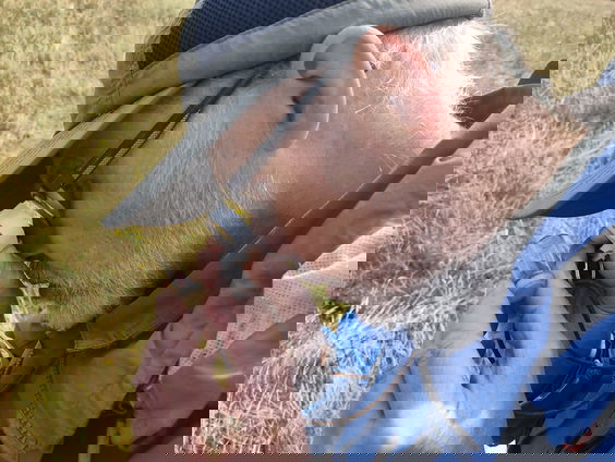 Het gaat niet goed met zweefvliegen