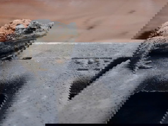 Padden en kikkers uit de put